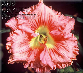 Rosy Frills AHS image