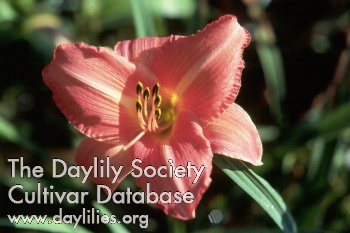 Rosy Raiment AHS image