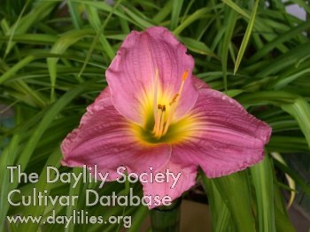 Rosy Ruffles AHS image