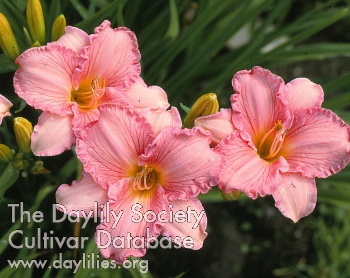 Royal Beauty Bright AHS image