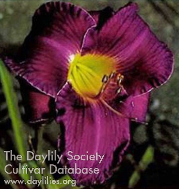Royal Magic AHS image