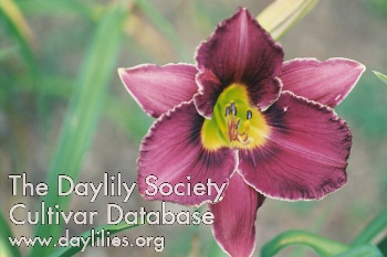 Royal Majesty AHS image