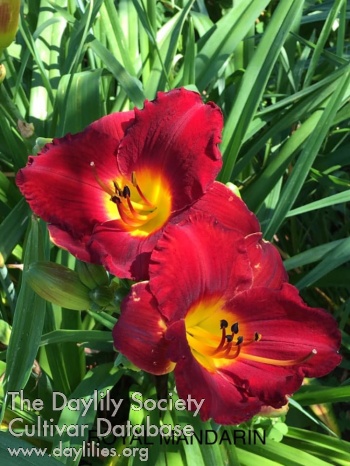 Royal Mandarin AHS image