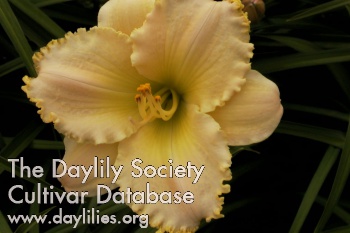 Ruffled Bouquet Deluxe AHS image