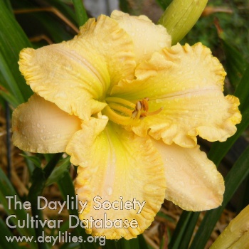Ruffled Dude AHS image
