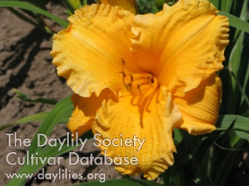 Ruffled Gold AHS image