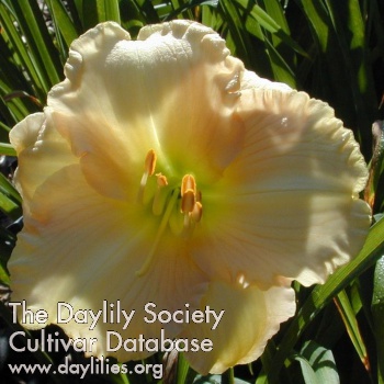 Ruffled Ivory AHS image
