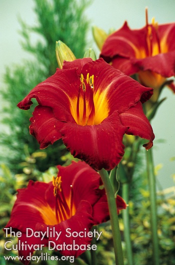 Ruffled Ruby AHS image