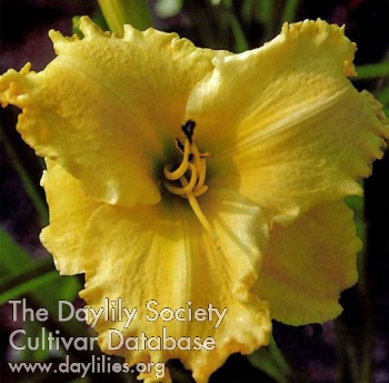 Saffron Glow AHS image