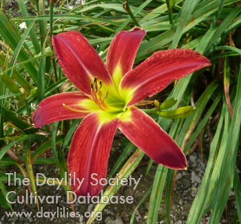 Saratoga Pinwheel AHS image