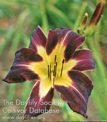 Satchmo AHS image