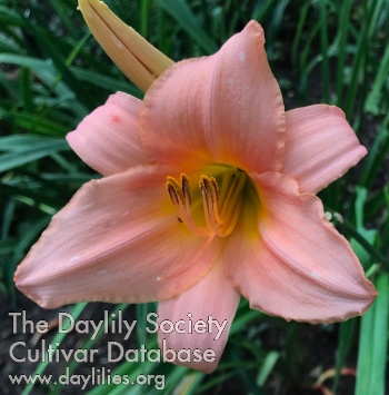 Satin Silk AHS image