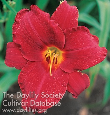 Scarlet Apache AHS image