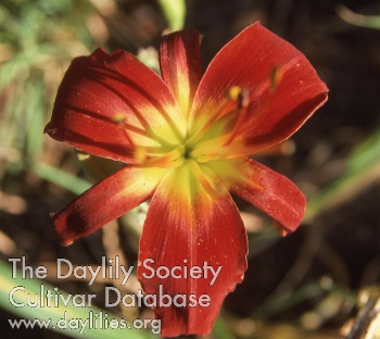 Scarlet Kirtle AHS image