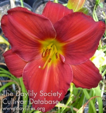 Scarlet Oak AHS image