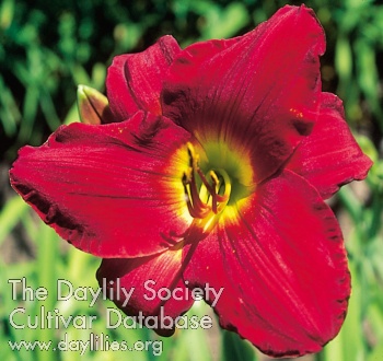 Scarlet Royalty AHS image