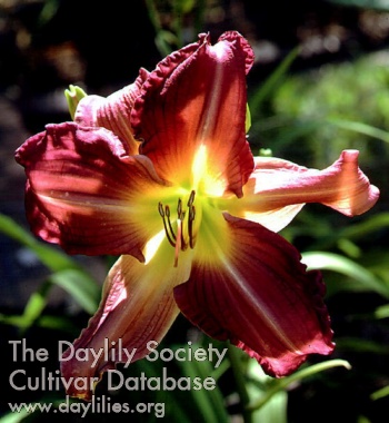 Sceptered Sway AHS image