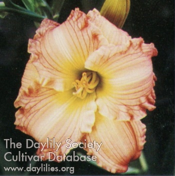 Scottish Dancer AHS image