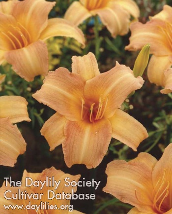 Sea Gold AHS image