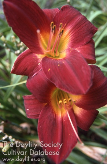 Segramoor AHS image
