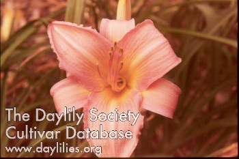 Shell Pink AHS image