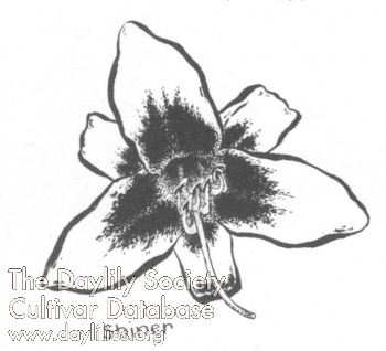 Shiner AHS image