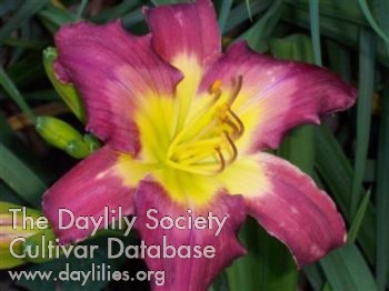 Siamese Royalty AHS image