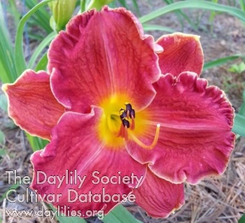 Sight Delight AHS image