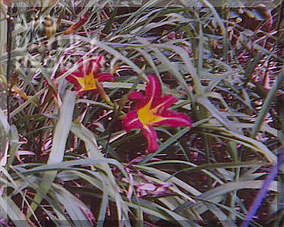 Signal AHS image