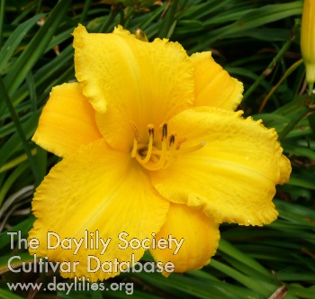 Silk and Honey AHS image