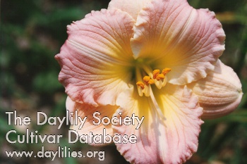 Siloam Apple Blossom AHS image