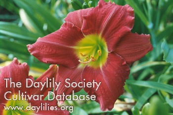 Siloam Cherry Chimes AHS image