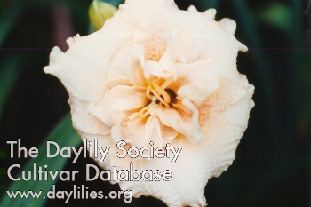 Siloam Daum's Double AHS image