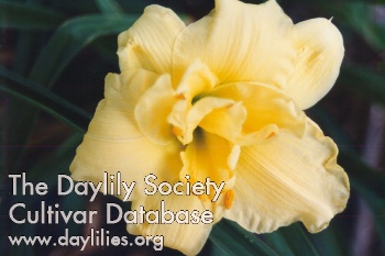 Siloam Double Delight AHS image