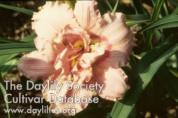 Siloam Double Rose AHS image