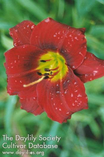 Siloam Little Rascal AHS image