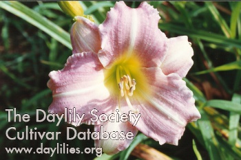 Siloam Orchid Jewel AHS image