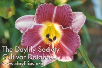 Siloam Orchid Lace AHS image