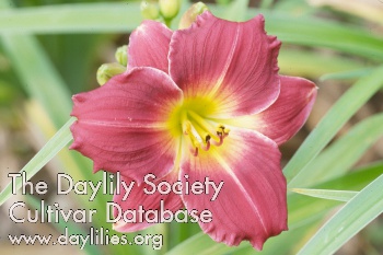 Siloam Red Ruby AHS image