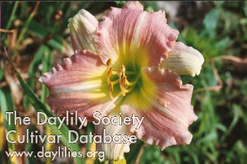 Siloam Rose Dawn AHS image