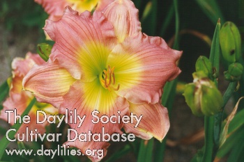 Siloam Sue Mills AHS image