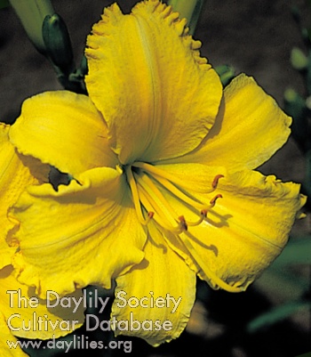 Snappy Yellow AHS image