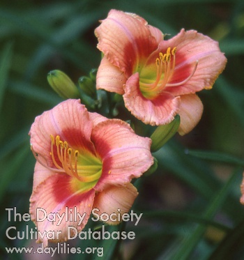 Sockeye Sweetie AHS image