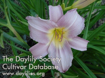 Soft Lavender AHS image