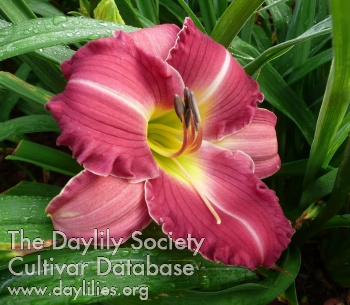 Southern Charmer AHS image