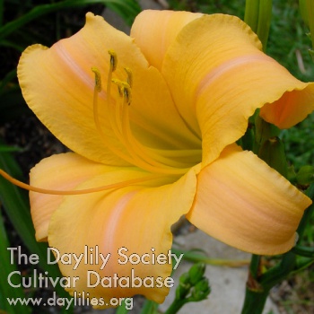 Spanish Dancer AHS image