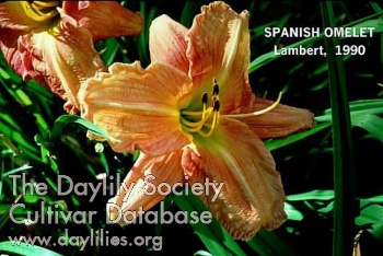 Spanish Omelet AHS image
