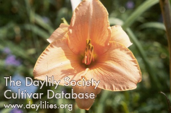 Spiced Orange AHS image