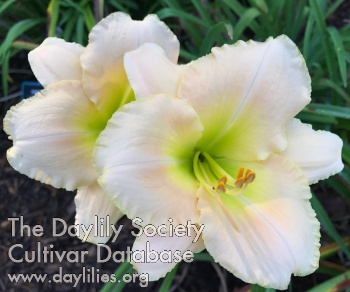 Spray of Pearls AHS image