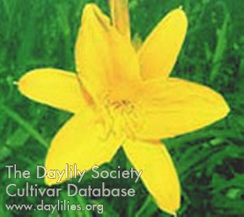 Spring Larken AHS image